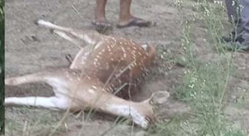निजगढमा तस्करले मारे चित्तल