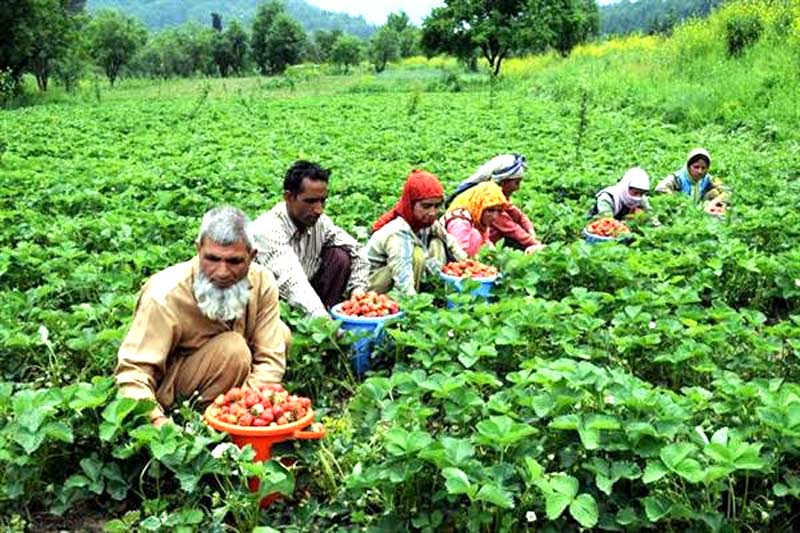कृषि उत्पादकत्व बढाउन जम्मु काश्मिरका लाखौं किसानलाई तालिम